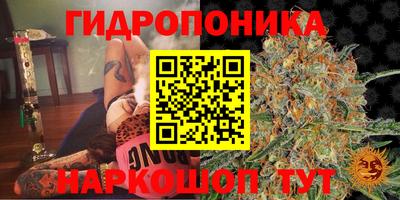 шишки Заволжье